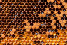 Honeycomb In The Beehive