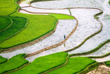 Fototapeta Młodzieżowe - Rice fields on terraced of Mu Cang Chai , Vietnam