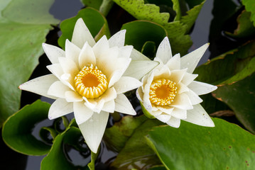 Wall Mural - white lotus color flowers on the pond