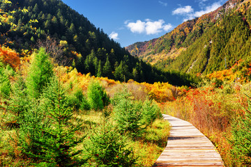 Wall Mural - Wooden boardwalk across colorful fall woods among mountains