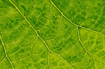 Wall Mural - closeup plant texture background