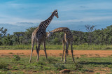 Fototapeta Sawanna - Giraffe teaching her offspring to fight in the Welgevonden Game Reserve in South Africa