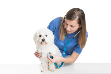 Young female veterinarian examining pet dog