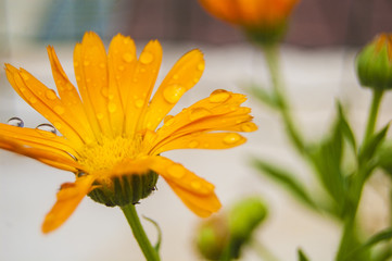 Wall Mural - Macro water drops on orange petal flower left position