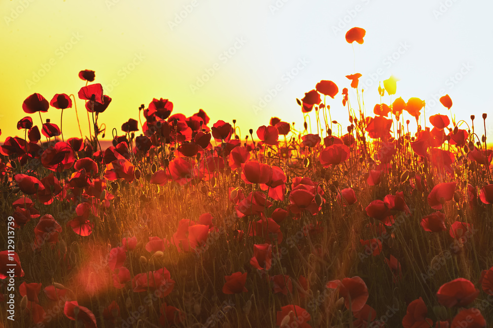Czerwone pole maków o zachodzie słońca