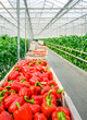 Red peppers in harvesting trolleys