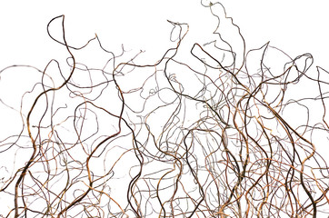 curly branches of trees. natural lines.