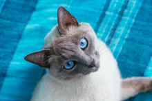 Portrait Cat With Blue Eyes On A Blue Background