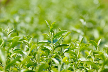 Tea plant (Camellia sinensis var. sinensis / Chinese tea) the plant that use to produce aromatic beverage “tea”