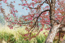 Wild Himalayan Cherry (Prunus Cerasoides) With Cherry Blossom