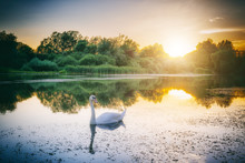 Colorful Sunset Landscape With Beautiful White Swan At The Lake, Nature Background