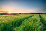Fototapeta Natura - Stunning Sunset Over Barley Fields