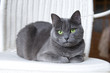 © Svetlana Serdiukova - Russian Blue Cat on White Wicker Armchair