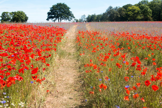 Schmaler Trampelpfad zwischen Mohnblumen und Kornblumen