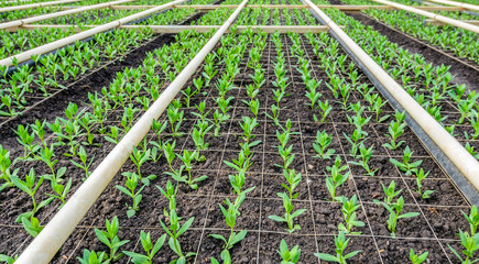 Sticker - Little plants are grown in a cut flower nursery