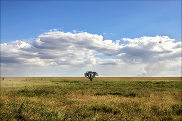 Wall Mural - lonely tree in the african savannah