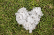 natural product, heart shape raw cotton flowers on green yard ou