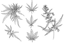 Cannabis Leafs Vector