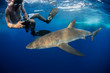 © Connect Images - Snorkeler photographing a silky shark (Carcharhinus falciformis), Roca Partida, Colima, Mexico