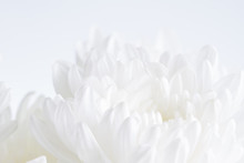 White Flower Closeup