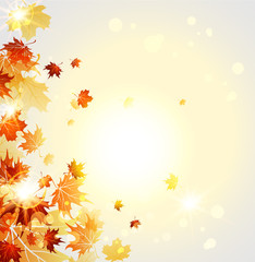Wall Mural - autumn beautiful leaves