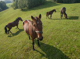 Fototapeta Konie - Brown horses on pasture in the natural environment