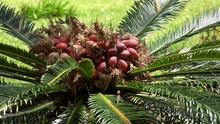 King Sago Palm (Cycas Revoluta) With Female Seeds Cone. Bermuda