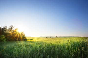Wall Mural - field with green grass under the sun