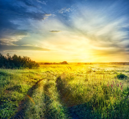 Wall Mural - road in field with thick grass