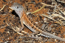Chalarodon Madagascariensis Is A Species Of Malagasy Terrestrial Iguanian Lizard Native To Western, Southern, And South Eastern Madagascar.