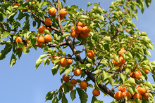 Tasty apricot on tree