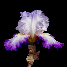Purple Bearded Iris, Isolated On Black.