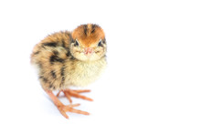 Yellow And Brown Baby Quail On A White Background