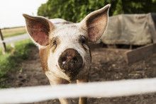 Close-up Portrait Of Pig Standing In Farm