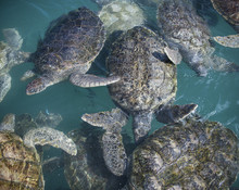 High Angle View Of Turtles Swimming In Sea