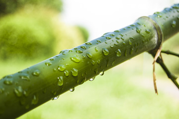 Wall Mural - Macro water drops on green bamboo