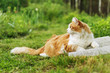 Red-haired cat with a white breast lying on green grass