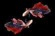 Dual betta fish isolated on black background. ( Mascot double tail ) Ballerina betta fish