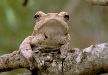 Africa, South Africa, Phinda Preserve. Tree Frog