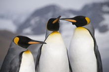 King Penguins, St. Andrews Bay, South Georgia, South Atlantic