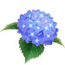 Blue Hydrangea Ajisai Flower Illustration Vector