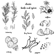 Hand drawn set with culinary herbs and spices