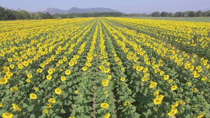 Sticker - Aerial view of sunflowers meadow in summer season