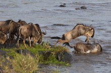 Wildebeest Crossing Mara River During Annual Migration, Masai Mara, Kenya