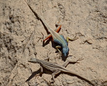 Male And Female Augrabies Flat Lizard (Platysaurus Broadleyi), Augrabies Falls National Park