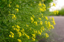 Blooming Yellow Wildflowers Beside The Road 