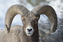 Bighorn Sheep (Ovis Canadensis) Ram, Yellowstone National Park, Wyoming