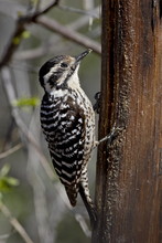Female Ladder-backed Woodpecker (Picoides Scalaris), Chiricahuas, Coronado National Forest, Arizona