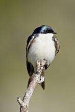 Tree Swallow (Tachycineta Bicolor), Near Oliver, British Columbia, Canada