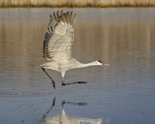 Sandhill Crane (Grus Canadensis) Taking Off From A Pond, Bosque Del Apache National Wildlife Refuge, New Mexico